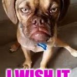 Grumpy dog | I DIED I WISH IT WAS REAL | image tagged in grumpy dog | made w/ Imgflip meme maker