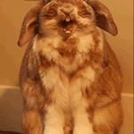 Happy bunny