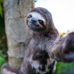 sloth selfie meme