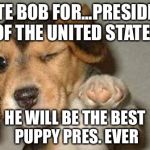 puppy | VOTE BOB FOR...PRESIDENT OF THE UNITED STATES HE WILL BE THE BEST PUPPY PRES. EVER | image tagged in puppy | made w/ Imgflip meme maker