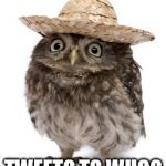 Like me, he's not on Twitter | TWEET? TO WHO? | image tagged in sombrero owl,memes,twitter | made w/ Imgflip meme maker