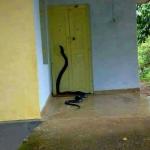 anaconda