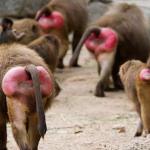 baboons