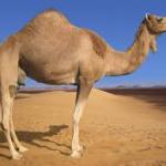 Camel hump day