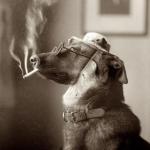 Dog Smoking Weed