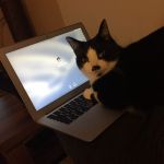 Cat forgot password | WHAT IS PASSWORD AGAIN? | image tagged in cat forgot password | made w/ Imgflip meme maker