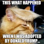 donald trump cat | THIS WHAT HAPPENED WHEN I WAS ADOPTED BY DONALD TRUMP... | image tagged in donald trump cat | made w/ Imgflip meme maker
