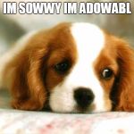 cutie | IM SOWWY IM ADOWABL | image tagged in cutie | made w/ Imgflip meme maker