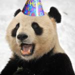 Birthday Panda meme