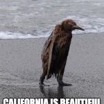 El Nino 2016 | GO SOUTH, THEY SAID... CALIFORNIA IS BEAUTIFUL THIS TIME OF YEAR, THEY SAID... | image tagged in wet penguin,california,el nino,malibu,los angeles | made w/ Imgflip meme maker