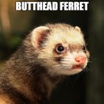 Frustrated Ferret | BUTTHEAD FERRET | image tagged in frustrated ferret | made w/ Imgflip meme maker