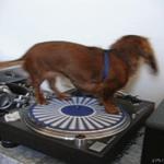 Spinning record Dog extraordinaire