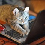 Kitty on Laptop