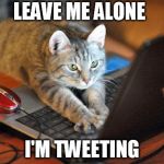 Kitty on Laptop | LEAVE ME ALONE I'M TWEETING | image tagged in kitty on laptop | made w/ Imgflip meme maker