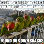 Wild Parrots of Telegraph Hill | Stuck in a temperate coastal city instead of an inland rainforest FOUND OUR OWN SNACKS | image tagged in wild parrots of telegraph hill,snacks,oregon fail | made w/ Imgflip meme maker