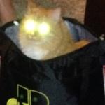 Laser Cat meme