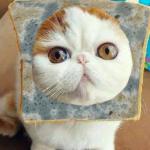 Moldy Bread Cat
