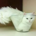 If I fits I sits (Cat)