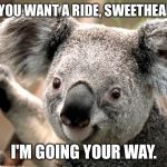 koala  | DO YOU WANT A RIDE, SWEETHEART? I'M GOING YOUR WAY. | image tagged in koala | made w/ Imgflip meme maker