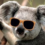 Koala Sunglasses