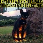 side quest cat | WHEN YOU'RE WALKING IN A PARK AND AN ANIMAL HAS A SIDE QUEST FOR YOU. | image tagged in side quest cat | made w/ Imgflip meme maker