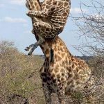 Funny Giraffe | WHAASSAAAT!! 
ME NO LIKEY | image tagged in funny giraffe | made w/ Imgflip meme maker