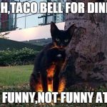 side quest cat | YEAH,TACO BELL FOR DINNER NOT FUNNY,NOT FUNNY AT ALL | image tagged in side quest cat | made w/ Imgflip meme maker