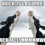 singing cows | QUICK! IT'S A GOPRO! DUCK FACE!MMMMMWH! | image tagged in singing cows | made w/ Imgflip meme maker