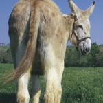 donkey ass