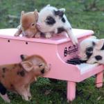 Performance Pigs 
