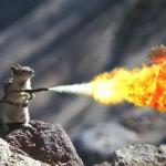 Squirrel With Flamethrower meme