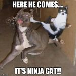 Ninja Cat | HERE HE COMES.... IT'S NINJA CAT!! | image tagged in ninja cat | made w/ Imgflip meme maker