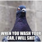 Hatred Pigeon | WHEN YOU WASH YOUR CAR, I WILL SHIT | image tagged in hatred pigeon | made w/ Imgflip meme maker