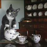 cat serving tea meme