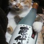 kitten sake
