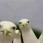 Seagulls_Mine | image tagged in seagulls_mine | made w/ Imgflip meme maker