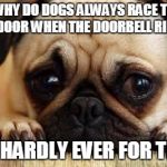 Sad Dog | WHY DO DOGS ALWAYS RACE TO THE DOOR WHEN THE DOORBELL RINGS? IT'S HARDLY EVER FOR THEM | image tagged in sad dog | made w/ Imgflip meme maker