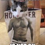 Muscle cat | ANIMAL CRUELTY; IS NOT OK | image tagged in muscle cat | made w/ Imgflip meme maker