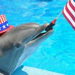 MuricaDolphin