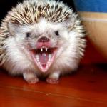 angry Hedgehog meme
