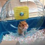 Come join me Hamster