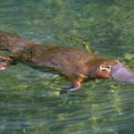 Platypus by Strongly Opinionated Platypus
