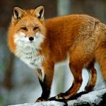 garrulous fox