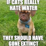 Grumpy Dog | IF CATS REALLY HATE WATER; THEY SHOULD HAVE GONE EXTINCT | image tagged in grumpy dog | made w/ Imgflip meme maker