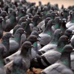 Pigeon War