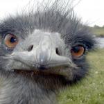 strange emu