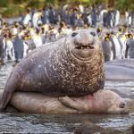 Funny wrestling seal