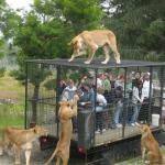 Lions lunch