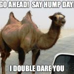 Hump Day | GO AHEAD!  SAY HUMP DAY! I DOUBLE DARE YOU | image tagged in hump day,memes | made w/ Imgflip meme maker
