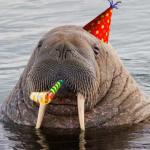 Party Walrus
